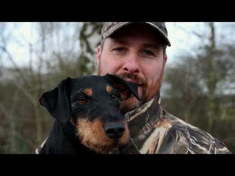 Deutscher Jagdterrier: Rasse- und Arbeitsportrait
