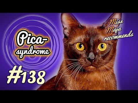pica syndrome | CAT EATS ANYTHING | miss maja recommends episode 138