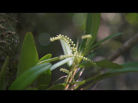 Conoce más sobre las orquídeas que hacen florecer al país 