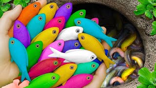 Catch beautiful aquarium fish in small pond baby turtles, eels, koi, pencil fish, rat fish, tadpole.