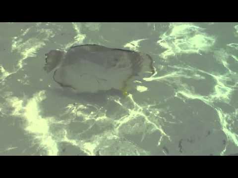 Bunte Fische auf den seychellen