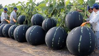 Como Os Agricultores Colhem E Processam Frutas Premium