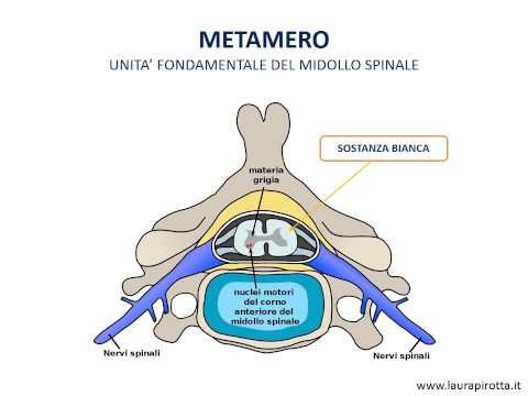 18. Spinal cord, metameres and cauda equina