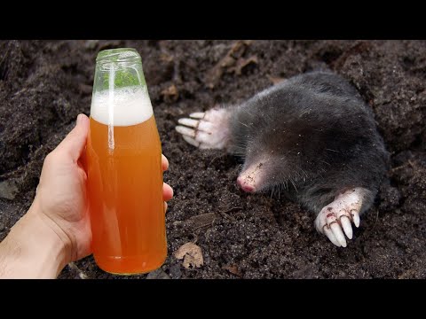 This is how I got rid of moles and birds in the garden