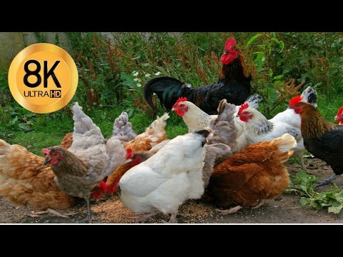 𝒯𝐻𝐸 𝐵𝐼𝒢 𝑅𝒪𝒪𝒮𝒯𝐸𝑅𝒮 𝒞𝑅𝒪𝒲𝐼𝒩𝒢 🐔𝒞𝒪𝑀𝒫𝐼𝐿𝒜𝒯𝐼𝒪𝒩 𝓌𝒾𝓉𝒽 𝒜𝓎𝒶𝓂 𝒮𝑒𝓇𝒶𝓂𝒶, 𝐵𝒶𝓃𝓉𝒶𝓂, 𝒞𝑒𝓂𝒶𝓃𝒾, 𝒫𝑜𝓁𝒾𝓈𝒽 𝒶𝓃𝒹 𝒴𝑜𝓀𝑜𝒽𝒶𝓂𝒶 𝒸𝒽𝒾𝒸𝓀𝑒𝓃🐣