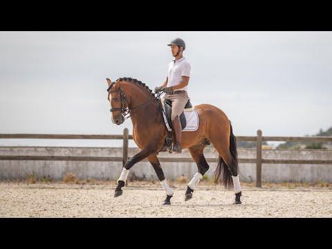 **SOLD** Talented Piro free Lusitano stallion by the Olympic Rubi AR (REF#776)