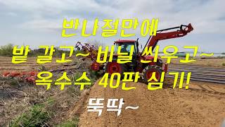 반나절만에 밭 갈고... 비닐 씌우고... 옥수수 40판 정식까지 뚝딱!!