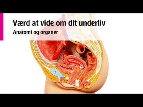 Værd at vide om dit underliv - Anatomi og organer