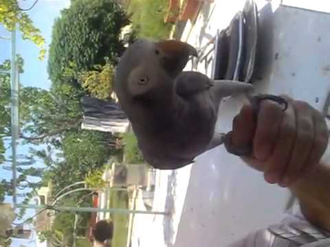 YouTube video
