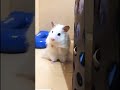 white hamster mouse  #funny