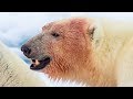 6 Animals That Could Defeat a Polar Bear