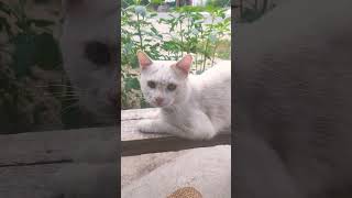 Download lagu KUCING LAGI SANTAI DI PAGI HARI 😁 ~ #shorts mp3