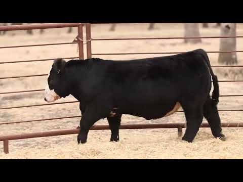 Listing 31765486892-video