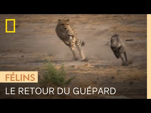 Première chasse d'un guépard remis en liberté après un an de soins