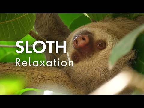 Sloth Relaxation | Relaxing Music For Stress Relief