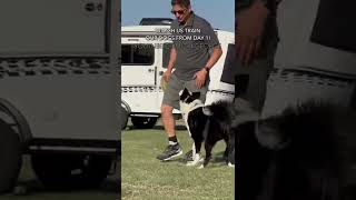 How has Inertia been doing?? #DogTraining #dogtrainer #puppytraining #zakgeorge #shorts