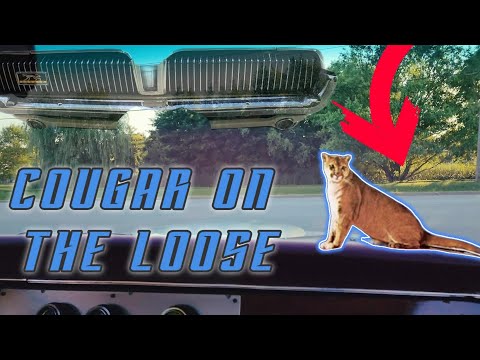 1968 Mercury Cougar With Flowmaster Super 10 Series Mufflers on a 347 Stroker