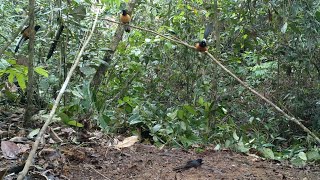 Download lagu ISTIMEWA SEMUA MURAI BATU HUTAN NYA DI SINI || BERGEMA SUARA NYA mp3