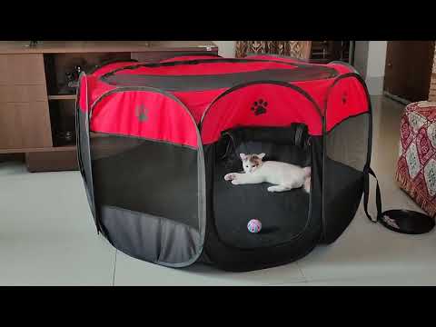 Lily the lovely cat❤️