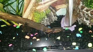 How to feed African Dwarf frog