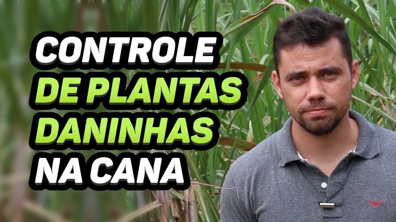 CONTROLE DE PLANTAS DANINHAS NA CANA-DE-AÇÚCAR