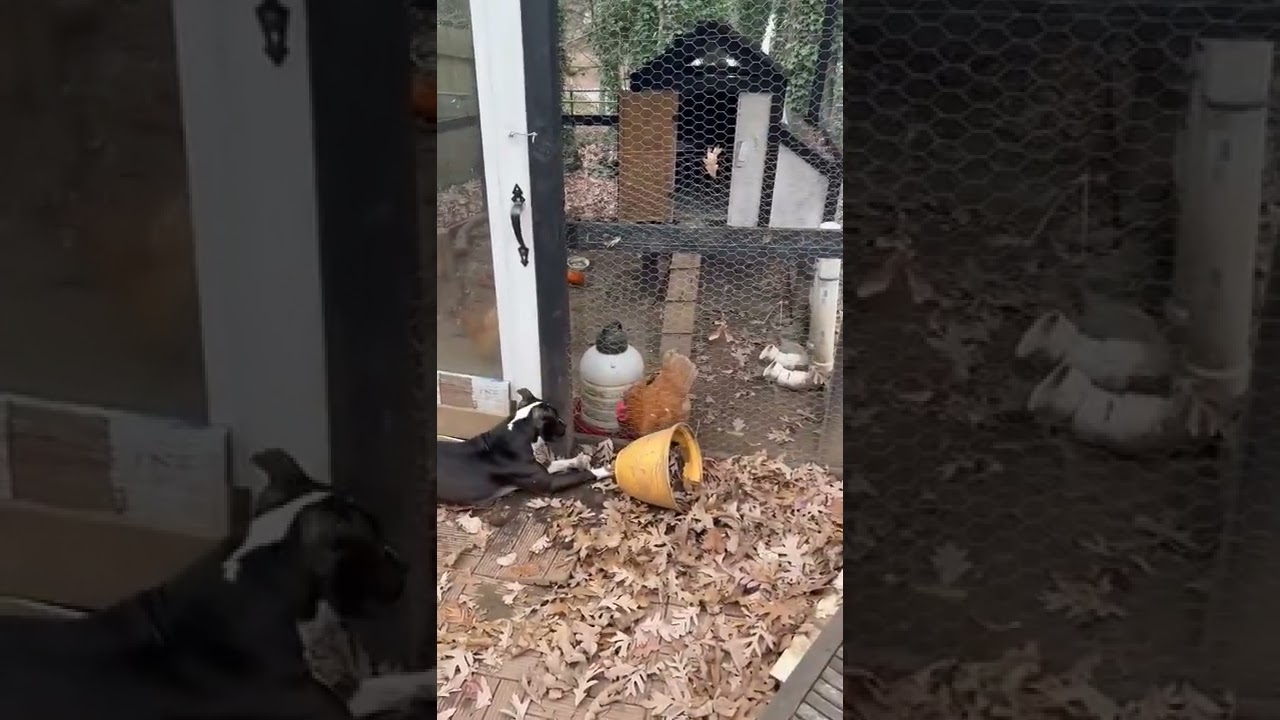 Enlarge Tom, a Adoptable mixed breed in Raleigh, NC video 6/6