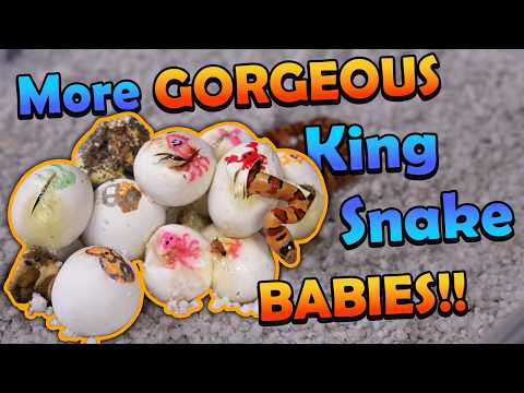 Beautiful Variable Kingsnakes hatching!