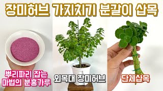 장미허브 가지치기, 분갈이, 삽목!! 뿌리파리 잡는 마법의 분홍가루 대공개!! 외목대 장미허브 키우기!!
