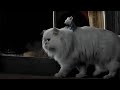 चूहा और बिल्ली हुए अब एक टीम में Movie Name Stuart