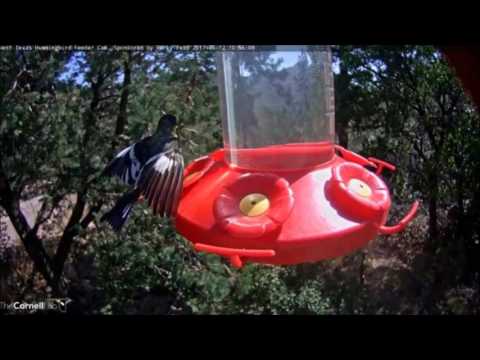 Male Lesser Goldfinch "Texas form"  6/12/17