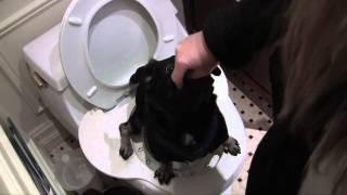 Teach Dog To Use Toilet - Smart Pug Uses Real Toilet So Cute!