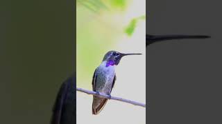 Download lagu video suara burung kolibri ||video suara burung kolibri #burung mp3