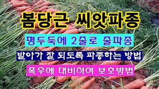 [텃밭농부 1,812]  봄당근 씨앗 파종하는 방법과 빗물로 부터 씨앗을 보호하는 방법 #당근재배
