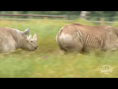 Rhino Bromance at YWP