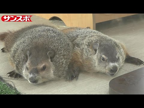 話題の「マーモット村」が大阪にオープン！生後6カ月のマーモット20匹が生活 - サンスポ