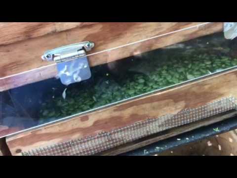 Shelling Butter Beans Part 2/3