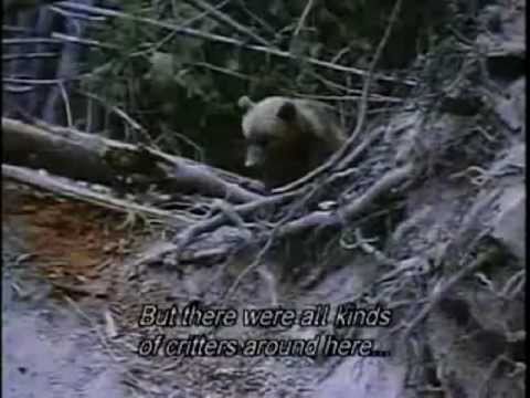 Mother Cougar VS Grizzly Bear Cub - Пума VS Медведь - クマVSピューマ