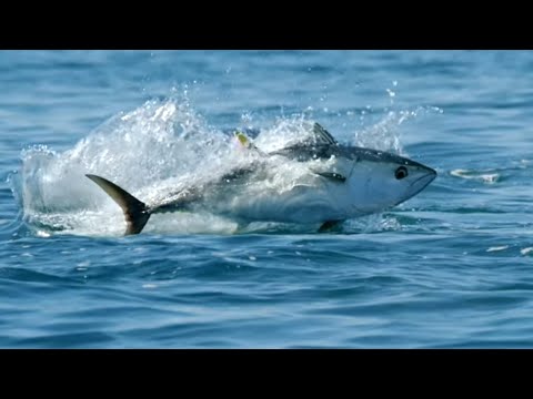 Roter Thunfisch, Jäger der Meere