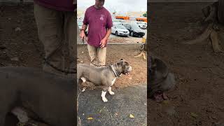 Video preview image #1 American Pit Bull Terrier Puppy For Sale in Pasadena, CA, USA