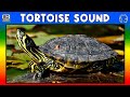 TORTOISE SOUND TORTOISE SOUND EFFECT SOUND OF TORTOISE NOISE OF TORTOISE