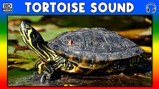 Download lagu 🐢 TORTOISE SOUND - TORTOISE SOUND EFFECT - SOUND OF TORTOISE - NOISE OF TORTOISE mp3 Download lagu 🐢 TORTOISE SOUND - TORTOISE SOUND EFFECT - SOUND OF TORTOISE - NOISE OF TORTOISE mp3