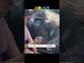 A Gorilla At The Zoo Observing A Human His Unexpected Reaction Will Have You Laughing