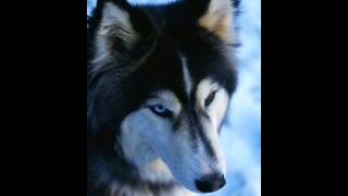 köpek türleri bölüm 1