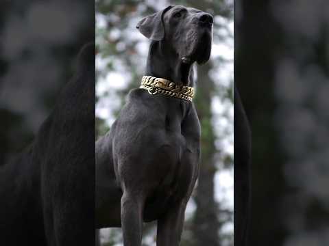 @Foxy-nt4by || Great Dane #edit #greatdane #dog #rollseditz