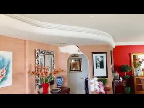 Birds can fly wearing a Flyper Diaper by Bev's Bird Boutique