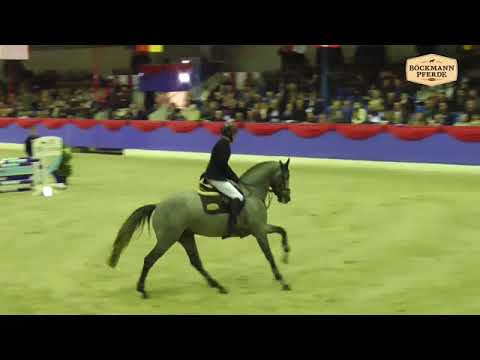 Checkter Hengstgala Vechta