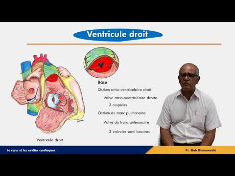 Le cœur - Ventricule droit