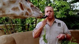 Video trailer för Zookeeper - Official Trailer 2011 (HD)