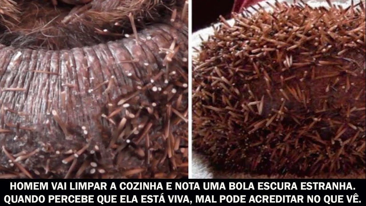 Homem vai limpar a cozinha e nota uma bola escura estranha. Ela estava viva.