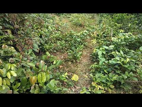 Neej neeg poj ntxoog coj mus noj cuav nab nyob xeev khuam